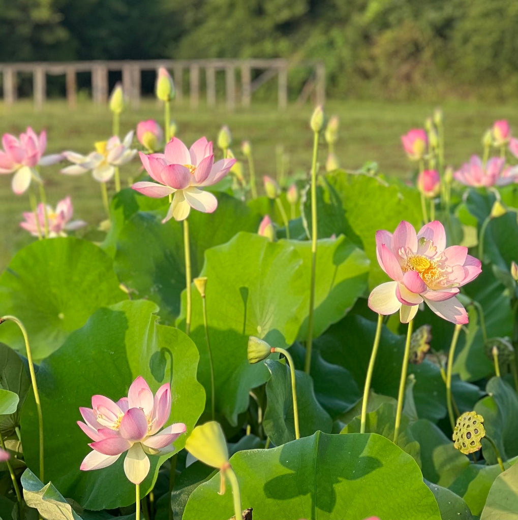 Top 10 Lotus Flowers - Most Beautiful Varieties Of Lotus Flowers – Plantlane