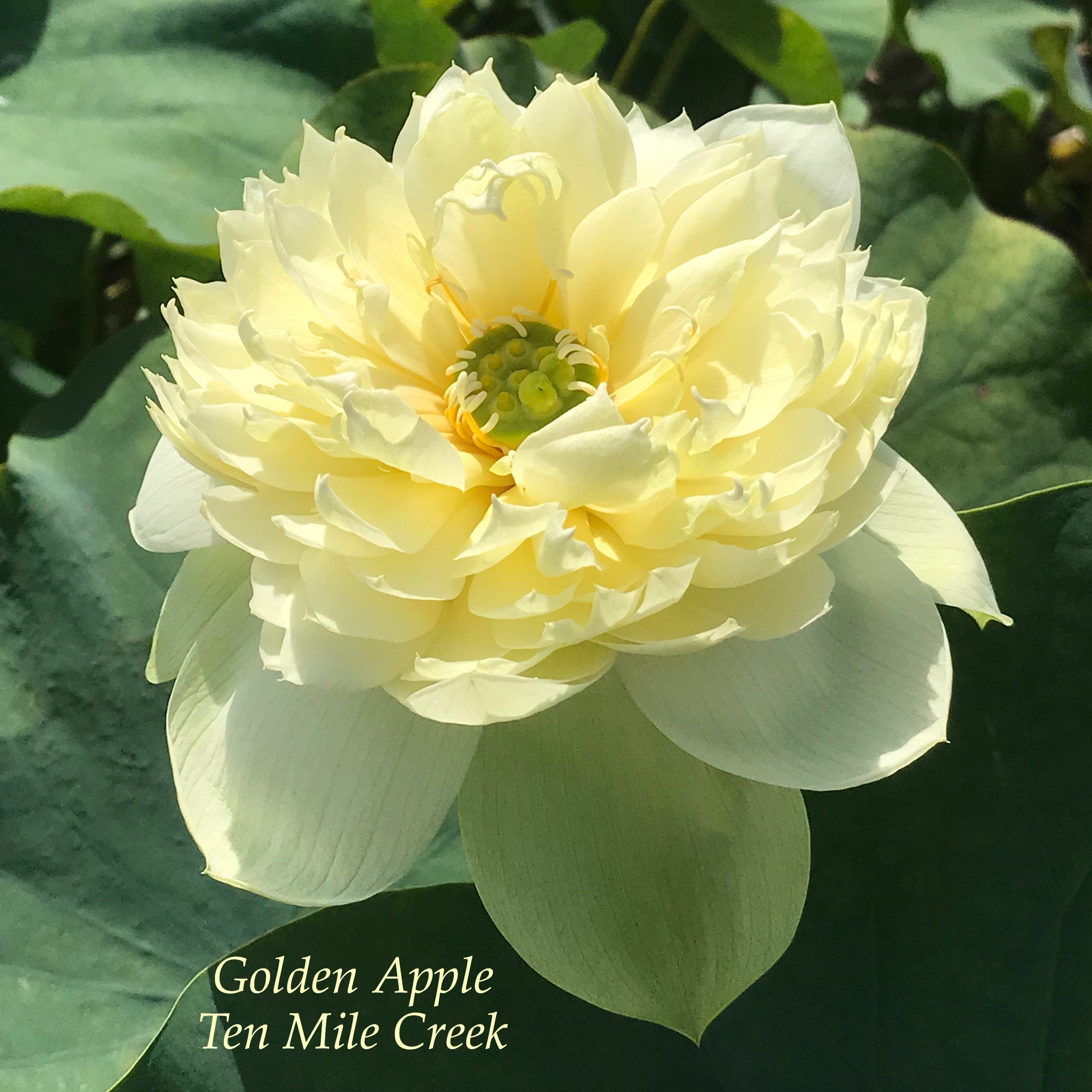 Golden Apple Beautiful Lotus Flower Collections Ten Mile Creek Nursery