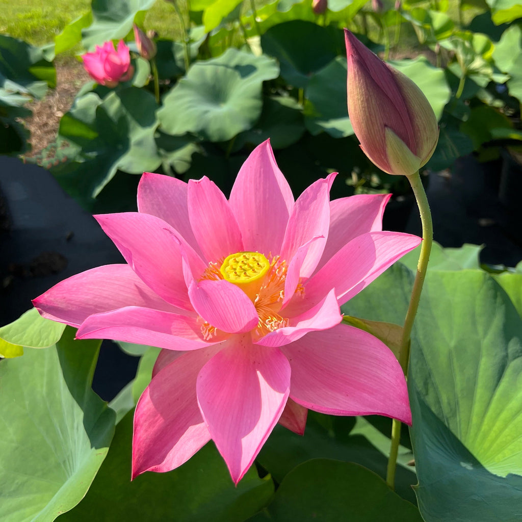 Blushing Bride  Beautiful Lotus Flower Collections – Ten Mile Creek Nursery