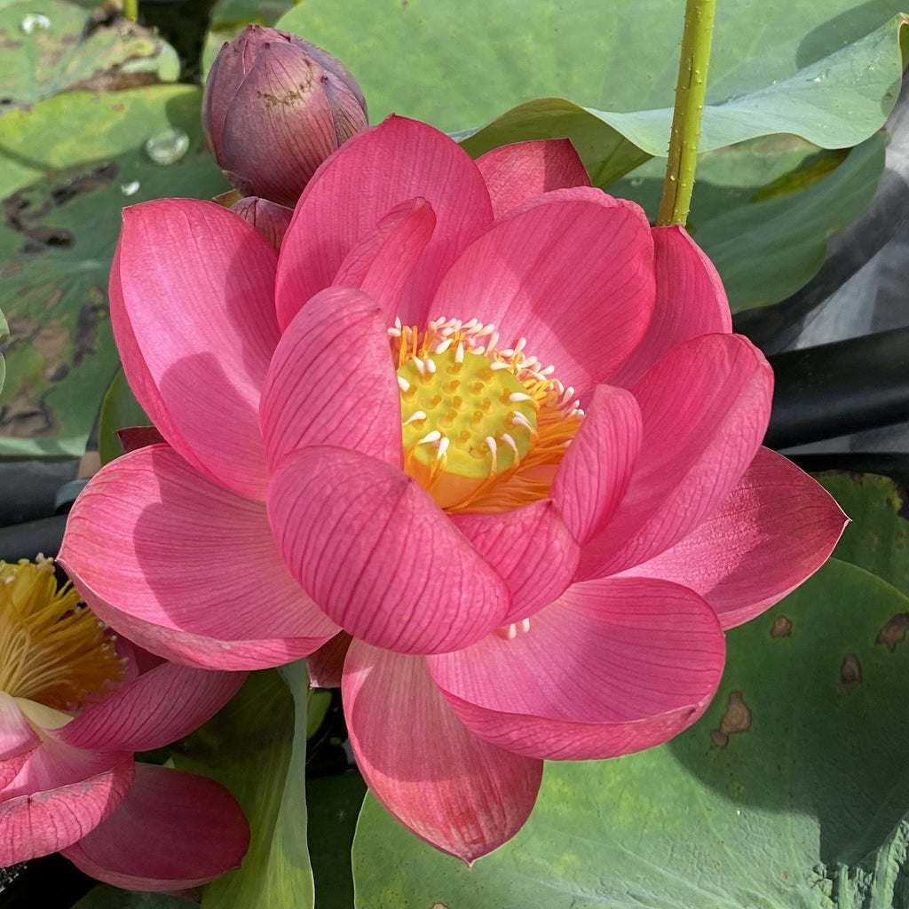 Princess Harper of Ten Mile Creek  Beautiful Lotus Flower Collections –  Ten Mile Creek Nursery