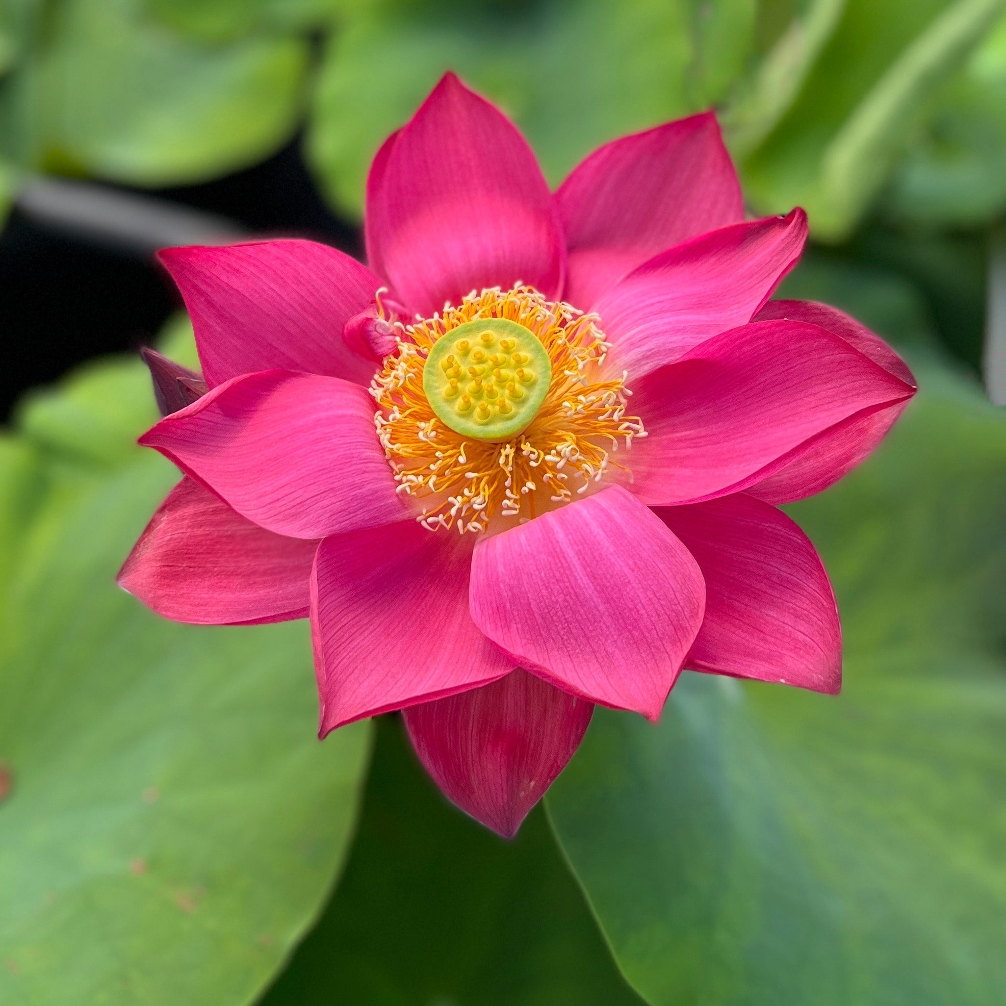 chinese lotus flower