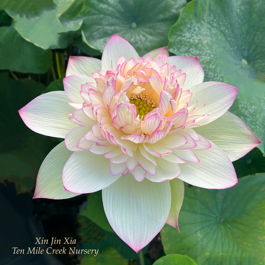 Lotus Flower Care » FloraQueen EN