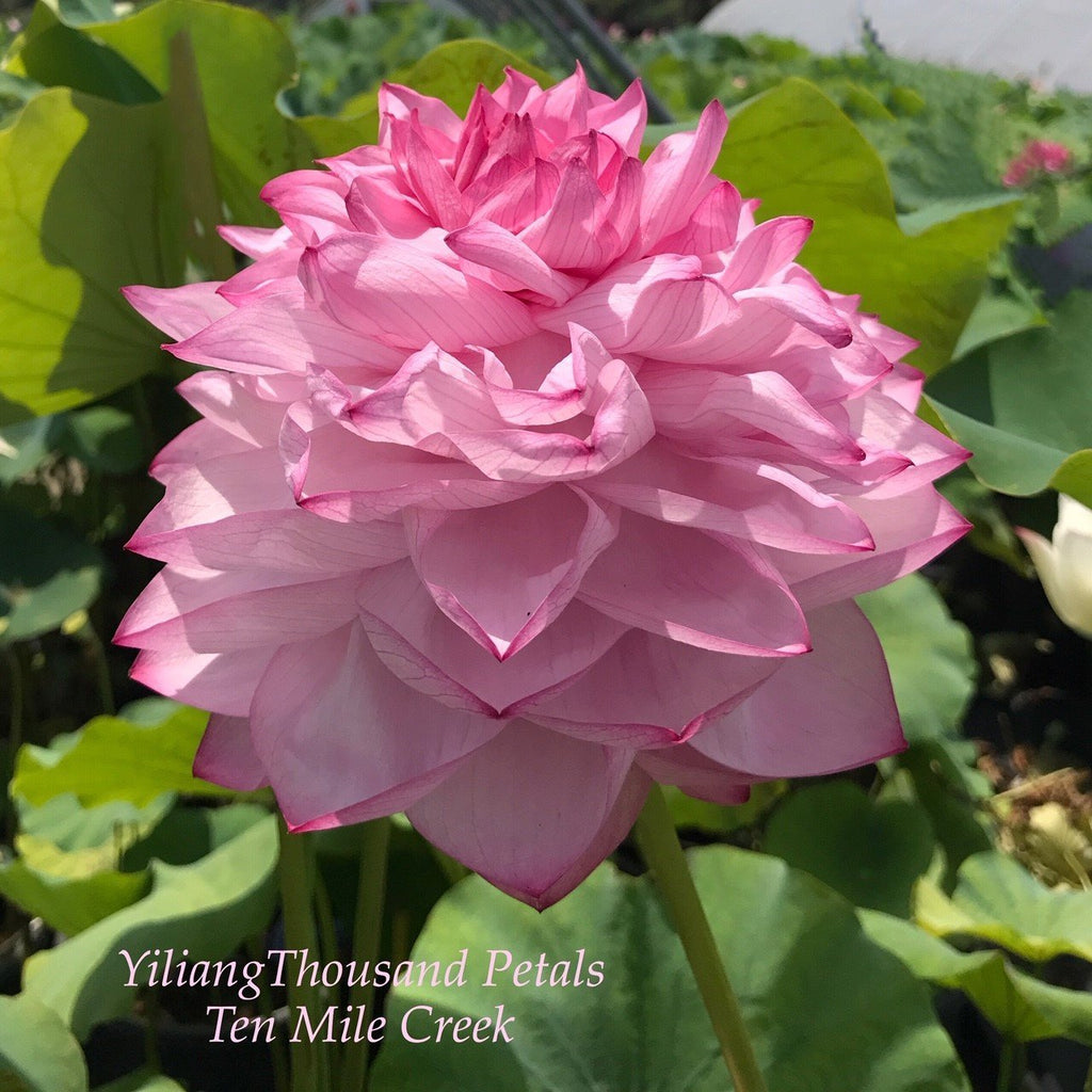 Pink Lady - Loaded with Flowers! – Ten Mile Creek Nursery