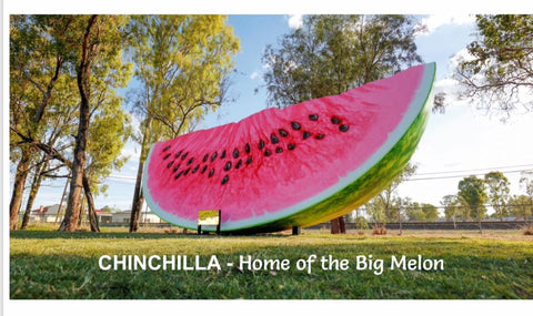 Big Melon Chinchilla