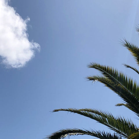 Palm leaves against the sky | take notice of the little things