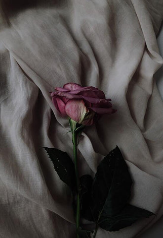 Pink rose on a sheet