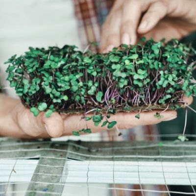 Microgreens | A Complete Guide by Brown Living