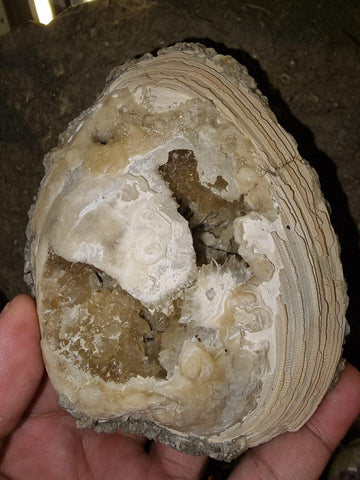 Yellow Calcite in Fossil Clam