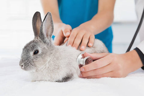 rabbit at vet visit