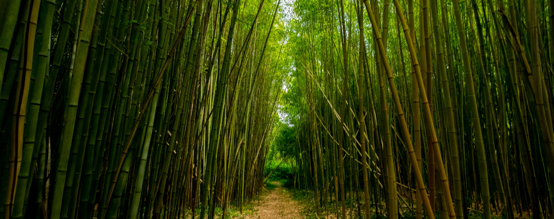 forêt de bambou