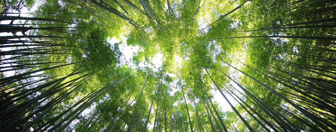 bambou hauteur