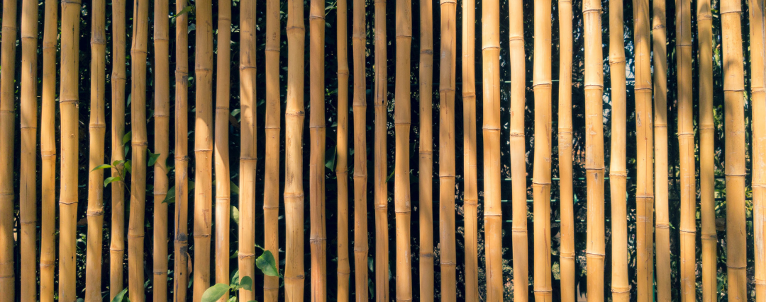 bambou jaune