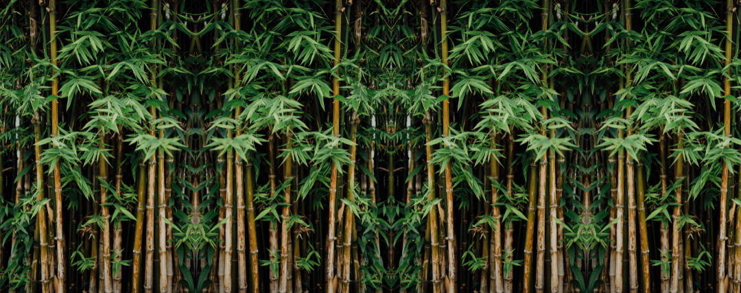 bambou moyen