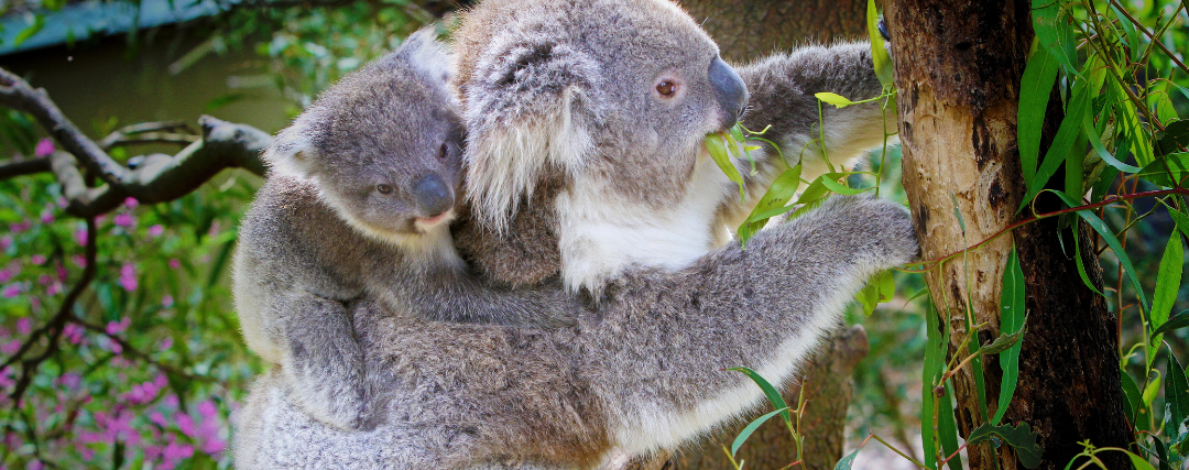 bébé koala