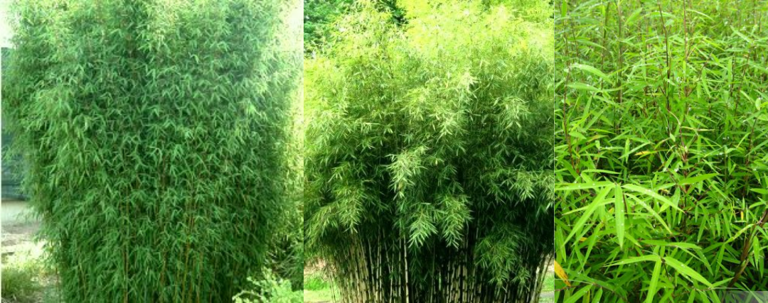 bambou fargesia angustissima
