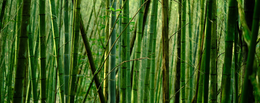 forêt bambou vert