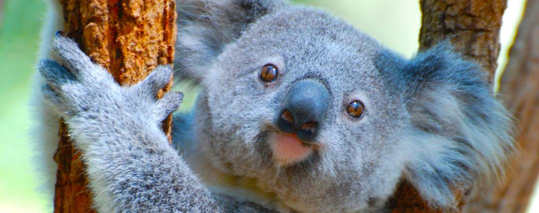 koala accroché