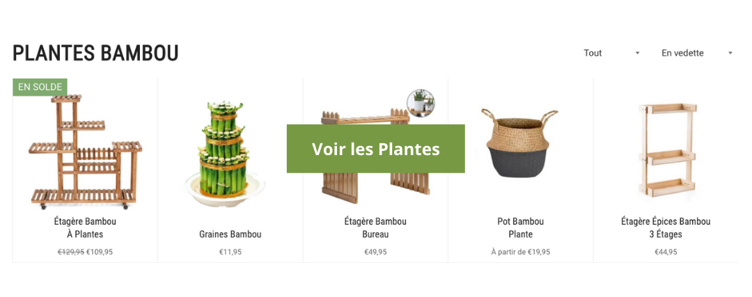 plante bambou