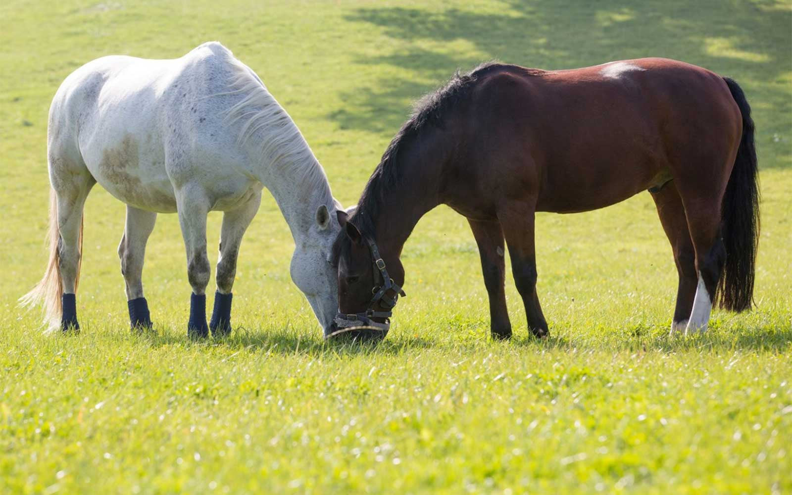 how often to give bute to a horse