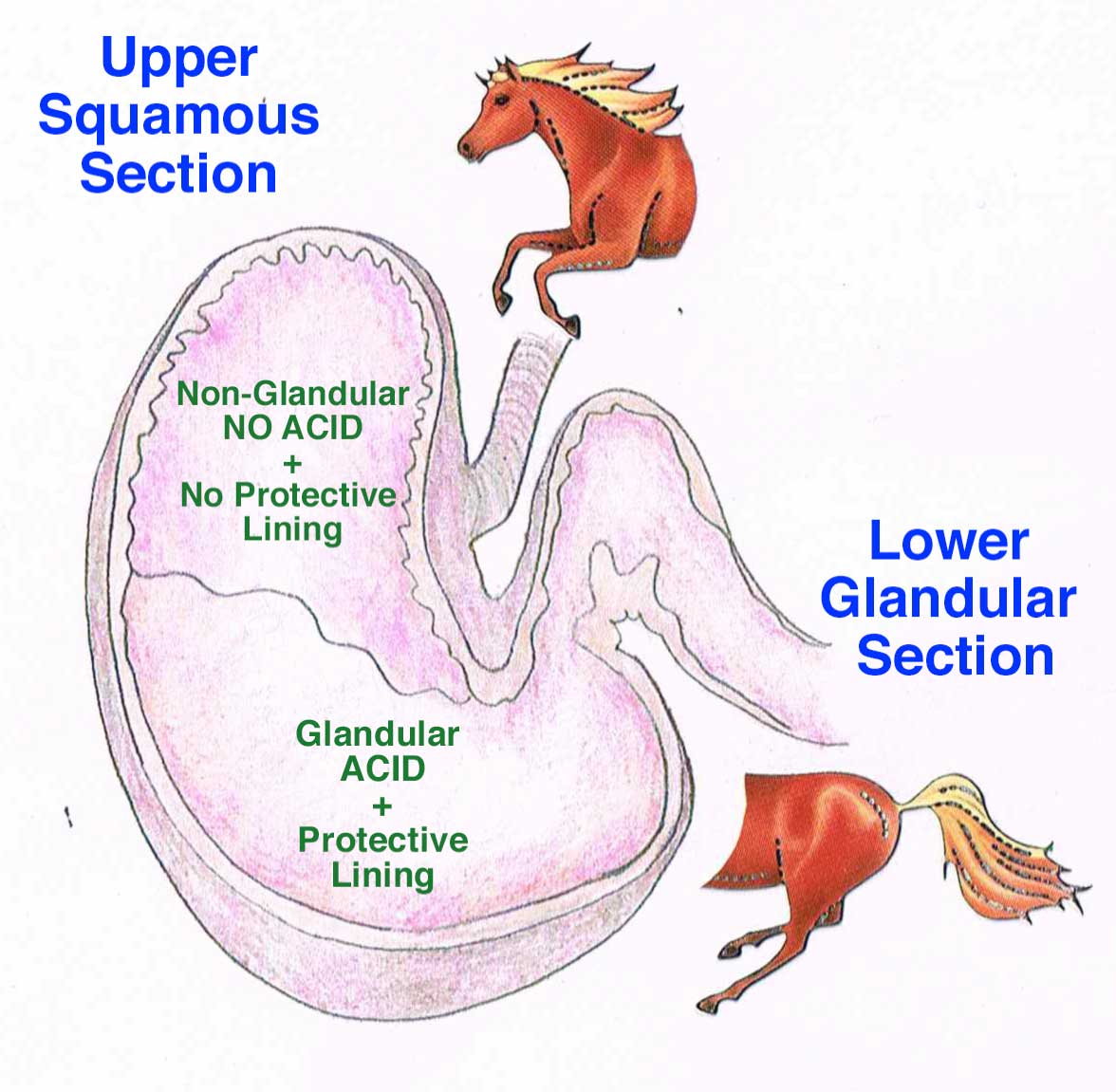 Gastic Ulcers In Horses