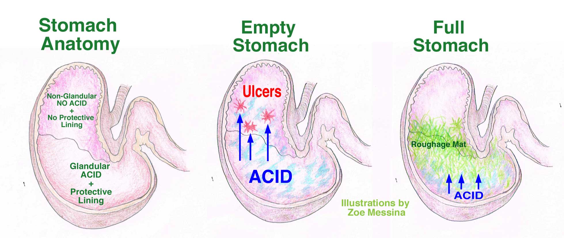 Gastric Ulcers In Horses