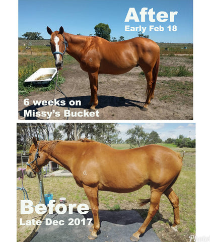 Linseeds for Horses - Missy's Bucket