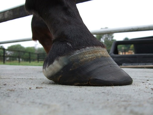 Missy's Bucket Signs & Symptoms of Laminitis