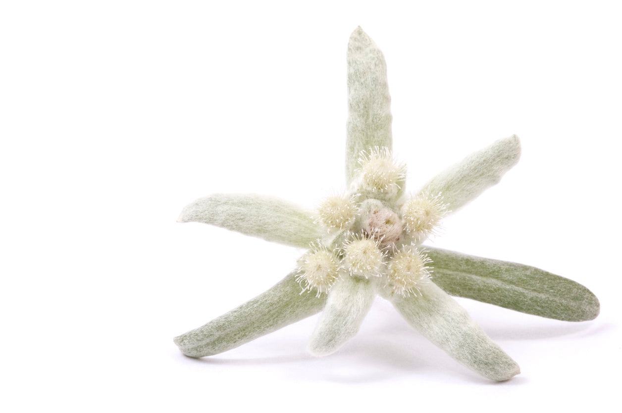 Edelweiss