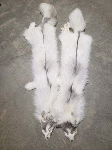 canadian marble fox for sale nz