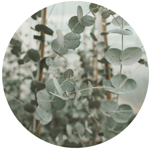 what is eucalyptus oil benefits? aromanthi aromatherapy wellness
