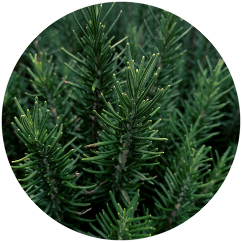 What is rosemary essential oil? Aromanthi aromatherapy wellness