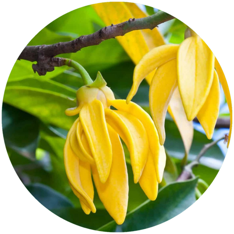 Ποια είναι τα οφέλη του ελαίου ylang ylang; αρωματικά αιθέρια έλαια αρωματοθεραπείας