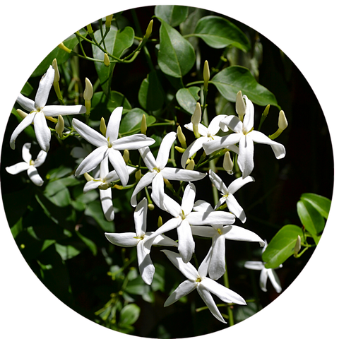 What is jasmine essential oil benefit? Aromanthi Aromatherapy 