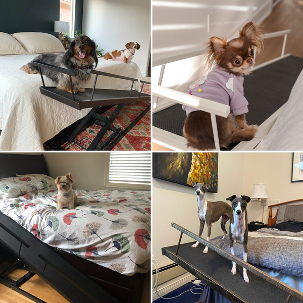 Petits chiens utilisant la petite rampe de lit