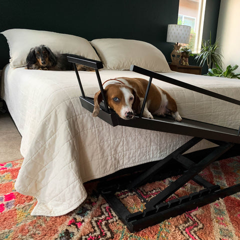 Liberty the Dachshund descansa en lo alto de la rampa de su cama para perros