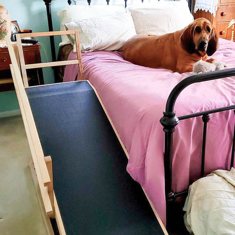 A Bloodhound with their Dog Ramp for Big Breeds