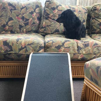 Un teckel noir est assis sur un canapé fleuri avec sa rampe pour chien devant lui