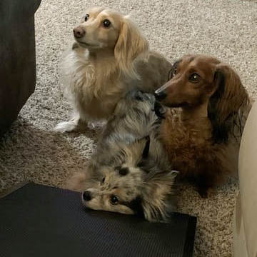 Tres perros salchicha se sientan al pie de la rampa para perros de su sofá