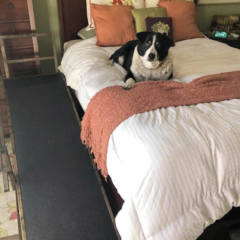 A Big Dog with their Large Bed Ramp for Dogs