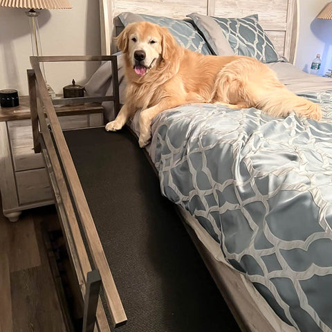 A happy Golden Retriever rests on the bed with his dog ramp for tall beds next to him