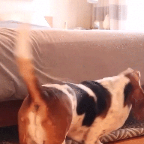 A Basset Hound trying to jump up onto a bed