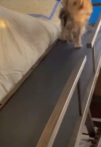 Un Yorkshire Terrier camina por la rampa de su cama para perros