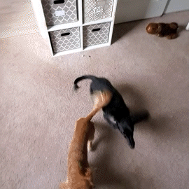 Two Dachshunds walking up their DoggoRamps Small Bed Ramp for Dogs