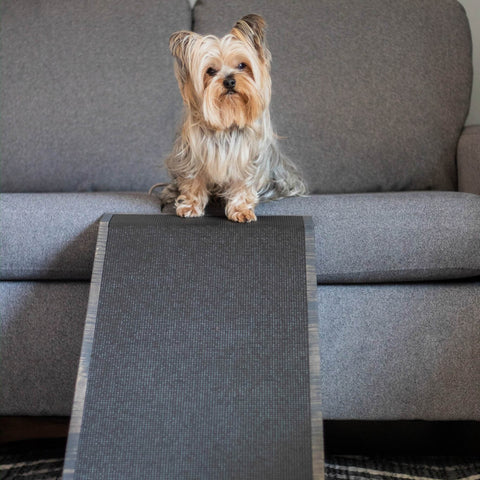 Un Yorkshire Terrier est assis au sommet de sa rampe pour chien