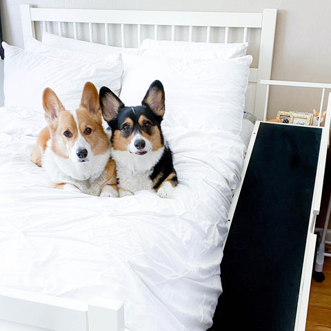 Two Corgis rest on the bed with their dog ramp beside them