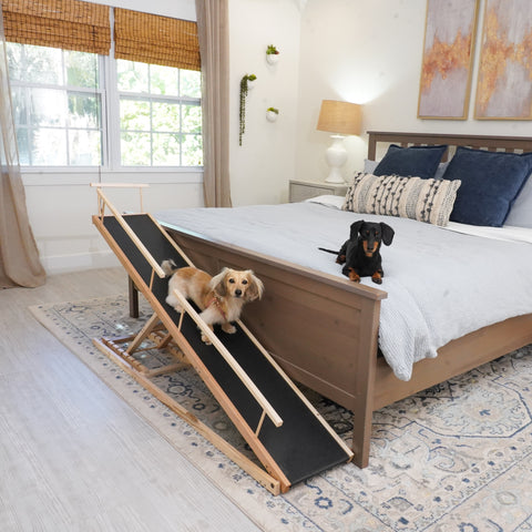 One black and tan miniature dachshund resting on his owner's bed with a second, cream-colored dachshund sitting on her DoggoRamps Small Bed Ramp along the foot of the bed