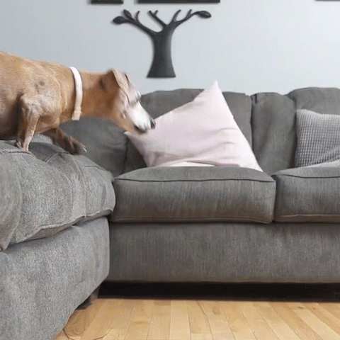A Miniature Dachshund jumping off a couch