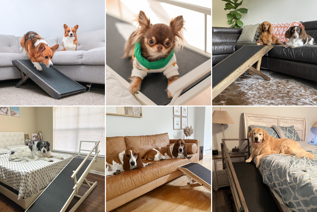 DoggoRamps Dog Ramps being enjoyed by dogs of all ages and sizes