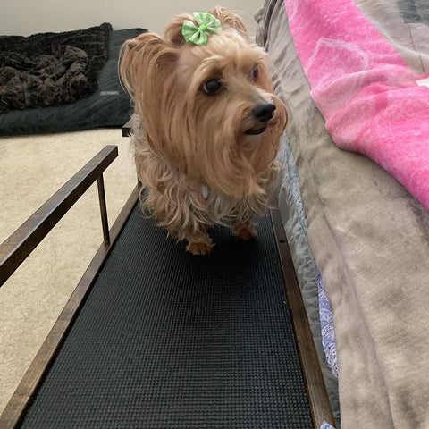 Minnie le Yorkie avec sa rampe de lit pour petits chiens