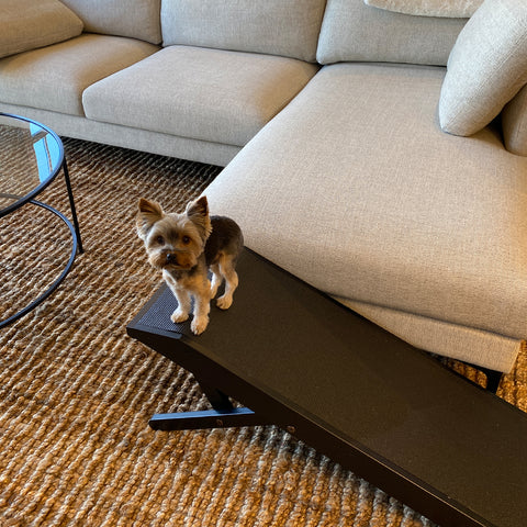 Sammy, el Yorkshire Terrier, se encuentra encima de su rampa para sofás para perros
